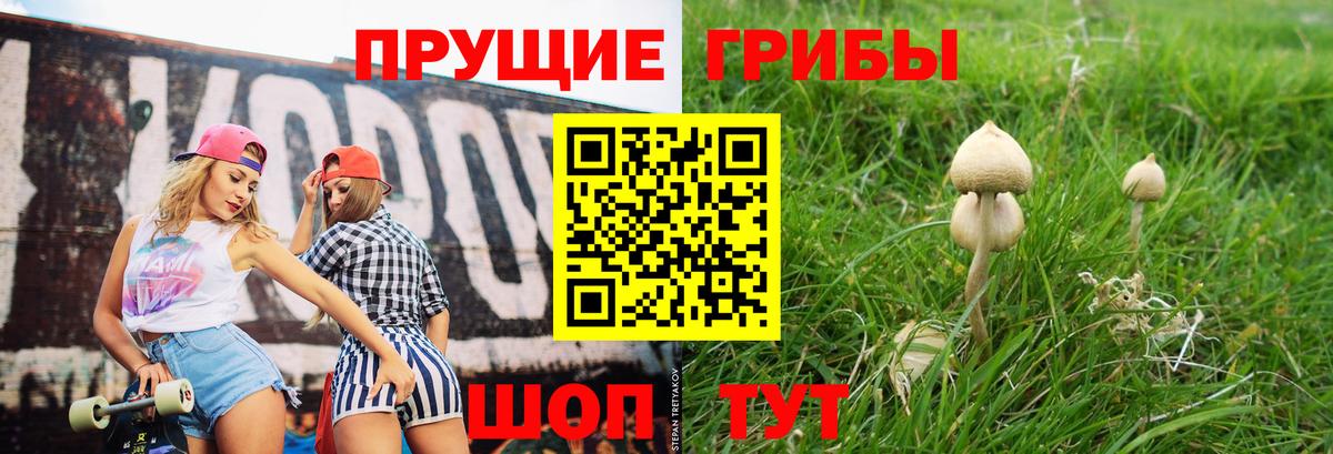 Псилоцибиновые грибы Psilocybe Кулебаки